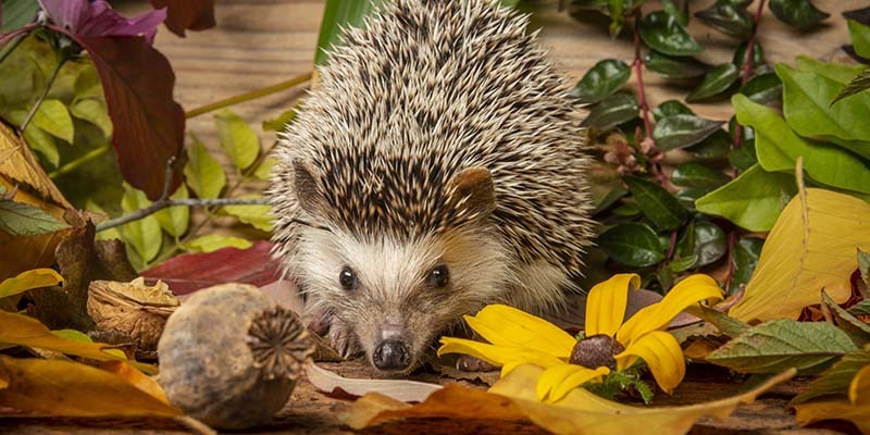 Prickles Hedgehog Rescue