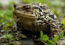 Volunteers needed to save toads in Winscombe, Webbington & Priddy