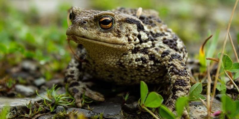 Volunteers needed to save toads in Winscombe, Webbington & Priddy