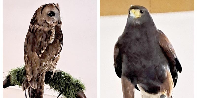 Come and meet the Birds of Prey @ the WI